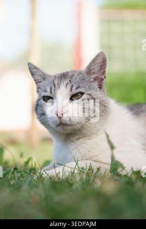 Relaxed domestic cat resting on grass outdoors in natural light Stock Photo