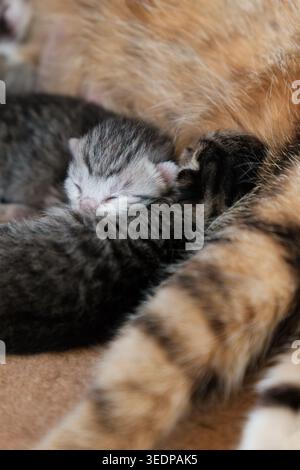 Newborn kitten sleeping beside mother cat in soft natural light Stock Photo