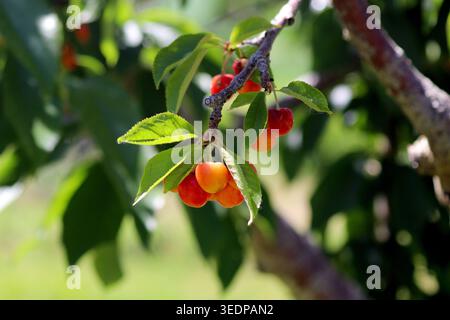 Ripe Rainier cherries (Prunus avium 'Rainier') hanging on a leafy branch in a sunlit orchard. Stock Photo