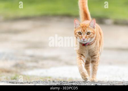 Orange tabby cats hi-res stock photography and images - Alamy