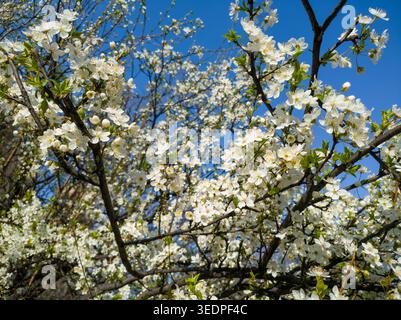 Abundant white blossoms of a cherry plum tree (Prunus cerasifera) blooming against a clear blue sky in early spring. Stock Photo