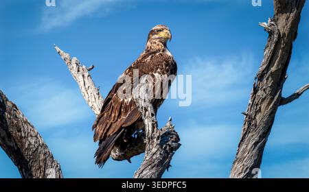 Juvenile bald eagle perched on weathered tree branch against clear blue sky, raptor wildlife portrait Stock Photo
