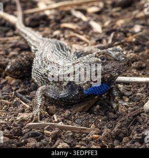 Western fence lizard with blue throat patch on rock, close-up reptile in natural habitat Stock Photo