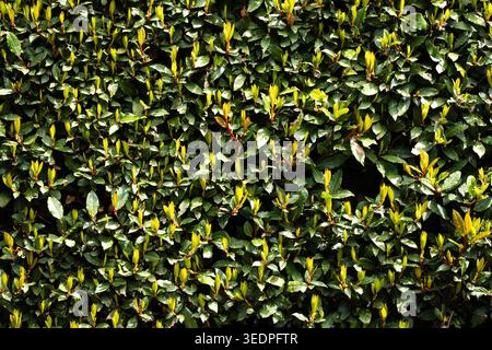 Full-frame overhead shot of a manicured green hedge with vibrant new leaf growth Stock Photo