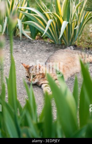 Relaxed tabby cat lying on garden path between green plants Stock Photo