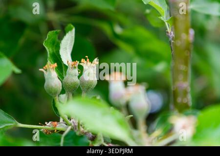 Young apple fruits growing on tree branch in spring orchard Stock Photo