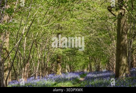 some parts of Western Europe, especially the UK, have amazing displays of carpets of bluebells in Spring. the display is fairly widespread. Stock Photo