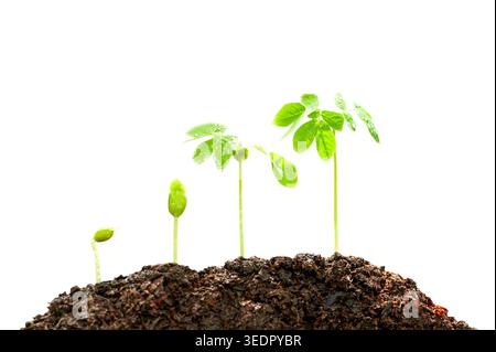 Young green tropical plants growing in fertile soil, isolated against a white background with a clipping path. Stock Photo