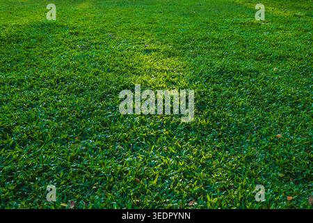 A high-angle close-up of a vibrant green grass field. The image showcases the natural texture of the blades with soft warm afternoon sunlight. Stock Photo