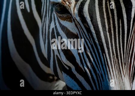 we came across some Grévys zebras during our safari drives. They are by far the most beautiful zebras with their intriguing narrow patterns. Stock Photo