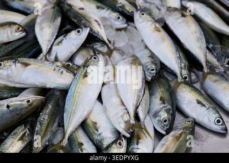 Freshly caught Mackerel fish on ice at a market stall Stock Photo