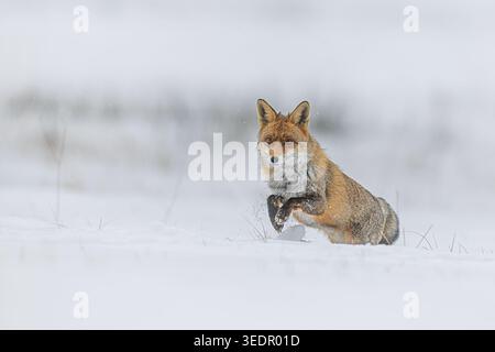 A red fox, Vulpes vulpes, leaps through deep snow during an active winter hunting moment. Stock Photo