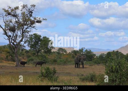 Afrikanischer Elefant und Kaffernbüffel / African elephant and African buffalo / Loxodonta africana et Syncerus caffer Stock Photo