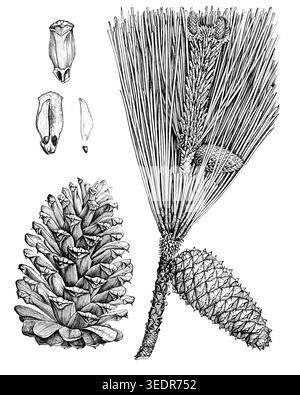 This is a picture of the pine tree branch with leaves and an open seed cone. Different parts of the tree are also shown., vintage line drawing or engr Stock Vector
