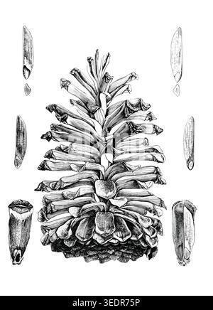 A detailed, vintage black and white engraving of a pine cone, showing its intricate scales. Surrounding the main cone are smaller illustrations of ind Stock Vector