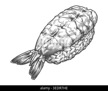 Beautiful detailed sketch of a classic ebi nigiri piece. A versatile graphic asset for seafood market logos, authentic Asian restaurant menus, and com Stock Vector