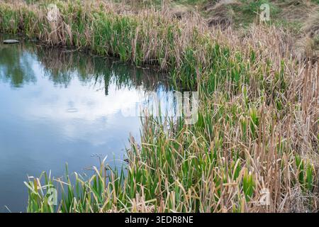 Tall wetland reeds and cattails line the edge of calm water, with clouds and vegetation reflected on the surface. Stock Photo