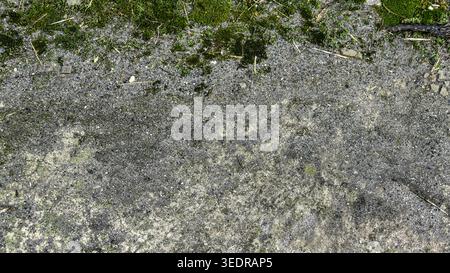 Close-up of light concrete surface with green moss along the upper edge. Natural urban texture with subtle wear and large clean copy space, ideal for Stock Photo