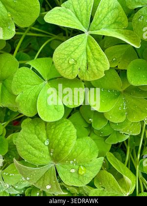 Green clover leaves with water drops texture background closeup, lucky shamrock for St Patrick's Day Stock Photo