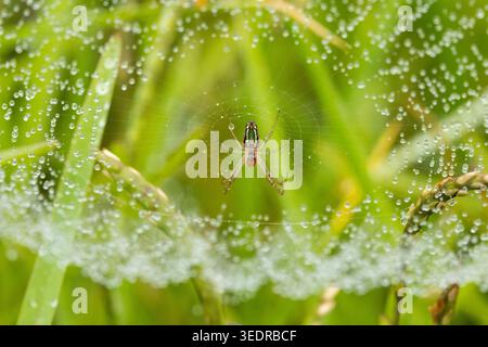 Dew drops on Spider web, South Africa Stock Photo