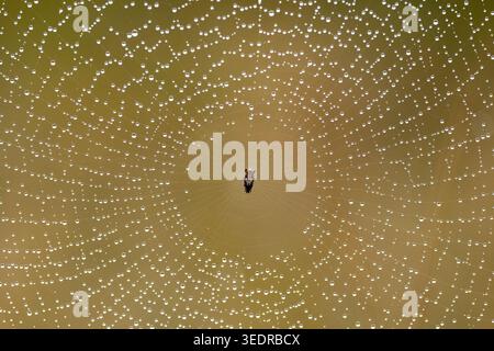 Dew drops on Spider web, South Africa Stock Photo