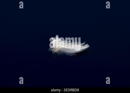 Feather floating on water, South Africa Stock Photo
