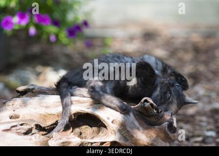 Bengal kittens in the garden Stock Photo