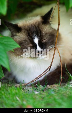 Ragdoll cat in the garden Stock Photo