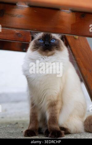 Ragdoll cat sitting under the table on the terrace Stock Photo
