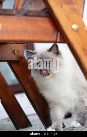 Ragdoll cat sitting under the table on the terrace Stock Photo