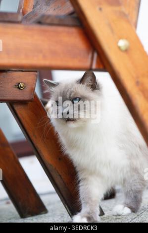 Ragdoll cat sitting under the table on the terrace Stock Photo