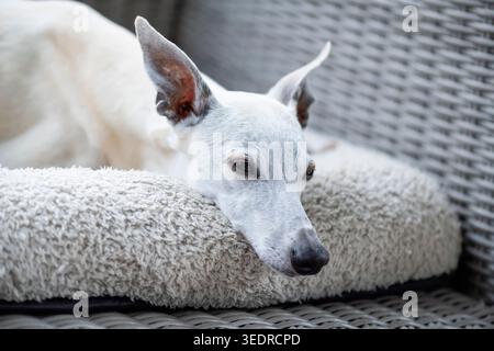 Whippet relaxing on the terrace in his dog bed Stock Photo