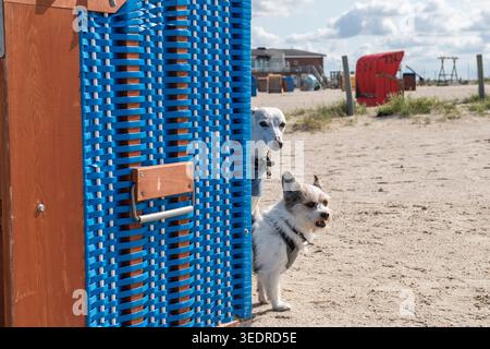 Whippet and terrier mix on the beach at Neßmersiel Stock Photo