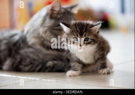 Norwegian Forest Cat with her kitten Stock Photo