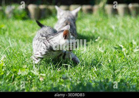 Bengal kitten on the meadow in the garden Stock Photo