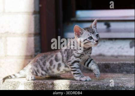 Bengal kitten on the stairs to the house entrance Stock Photo
