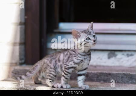 Bengal kitten on the stairs to the house entrance Stock Photo