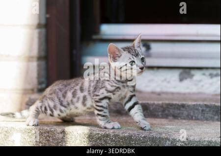 Bengal kitten on the stairs to the house entrance Stock Photo