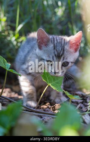 Bengal kittens in the garden Stock Photo