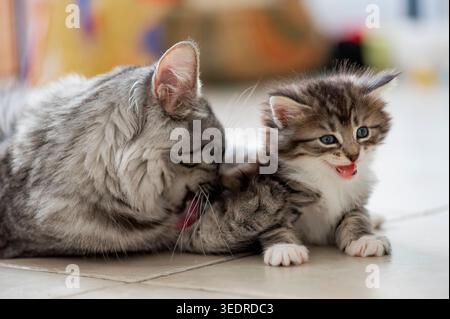 Norwegian Forest Cat with her kitten Stock Photo