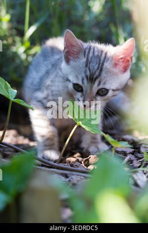 Bengal kittens in the garden Stock Photo