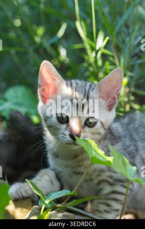 Bengal kittens in the garden Stock Photo