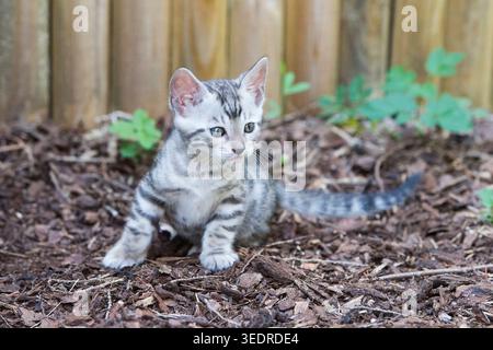 Bengal kittens in the garden Stock Photo