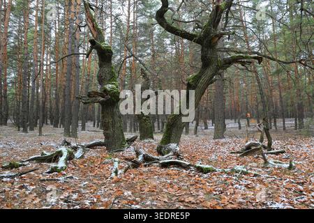 Twisted, moss-covered oak trees with exposed roots are surrounded by a dense pine forest floor scattered with fallen leaves and patches of snow Stock Photo