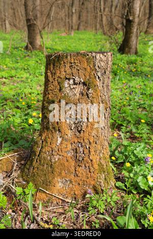 A weathered tree stump covered in vibrant green and orange moss stands in a bright forest glade surrounded by small yellow and purple wildflowers and Stock Photo