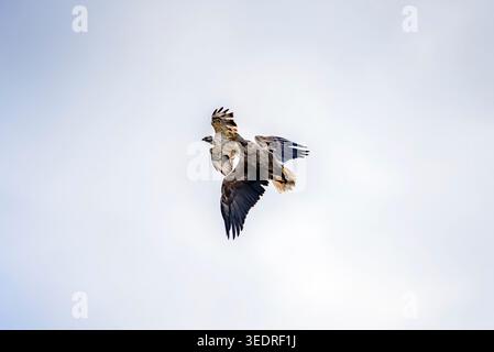Buzzard attacks the white-tailed eagle Stock Photo