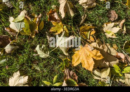 colorful autumn leaves lie on a lawn Stock Photo