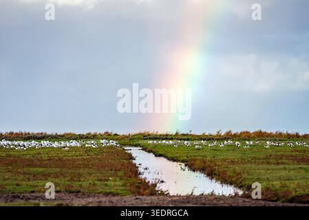 Rainbow over Sylt Stock Photo