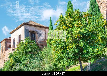 Lush orange tree full of fruit beside an old stone building with tiled roof and nearby cypress trees under a blue sky in Malaga, Spain. Stock Photo