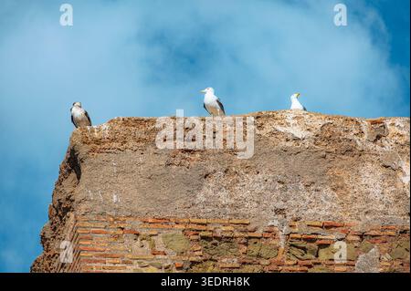 Three seagulls stand on top of a weathered stone and brick wall under a bright blue sky with soft clouds. The old masonry surface fills the lower part Stock Photo